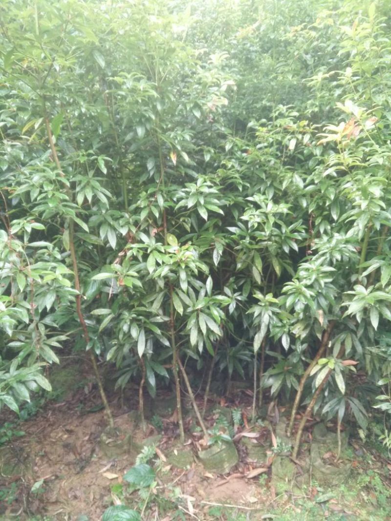 小叶桢楠1.5~2m