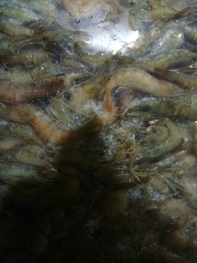 河虾冻虾26~30只/kg另有活河虾各种规格都有