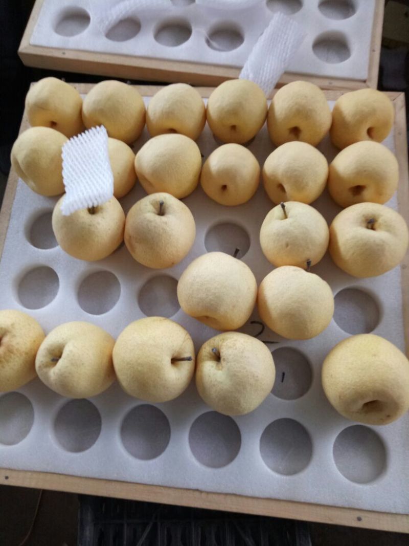 山西坡上酥梨基地，皮薄肉厚，无渣糖高