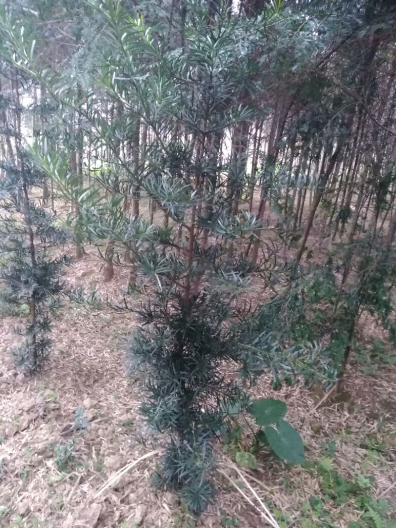 南方红豆杉苗80cm以上