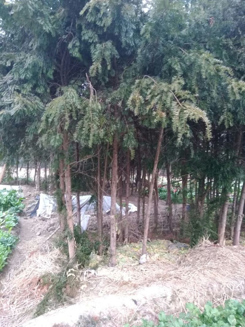 南方红豆杉苗80cm以上