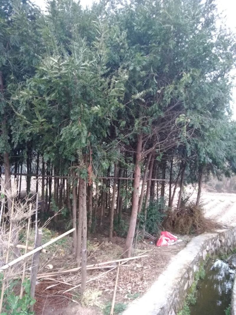 南方红豆杉苗80cm以上