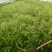 芦篙净蒿新鲜采摘当天