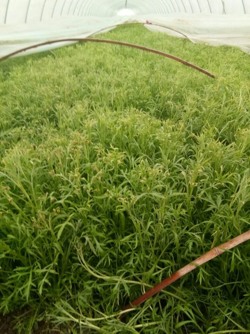 芦篙净蒿新鲜采摘当天