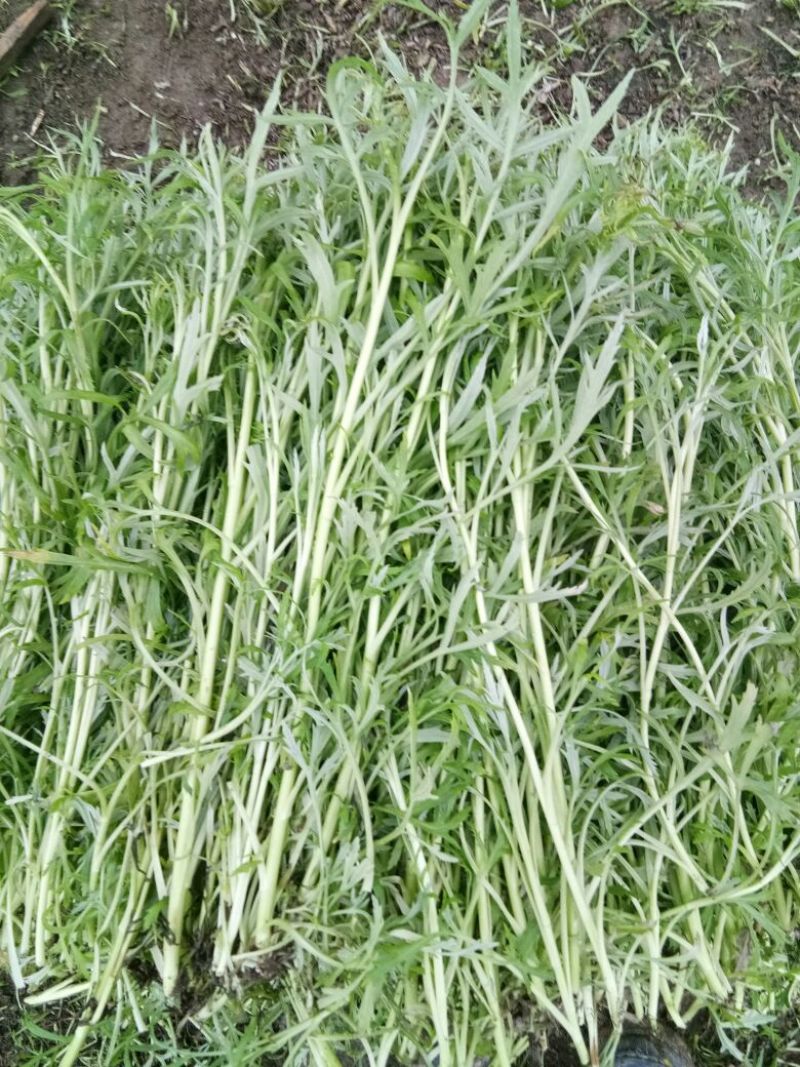 芦篙净蒿新鲜采摘当天