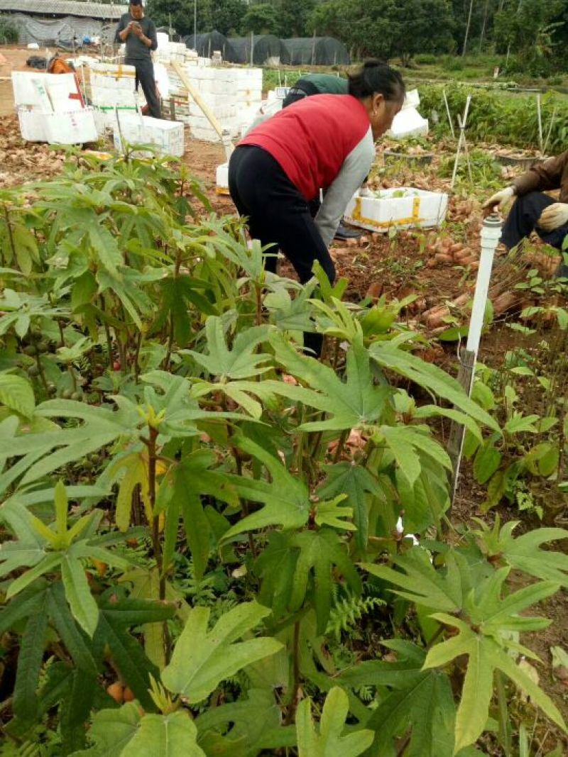五指毛桃苗营养袋苗带土发货南方种植五指毛桃树苗