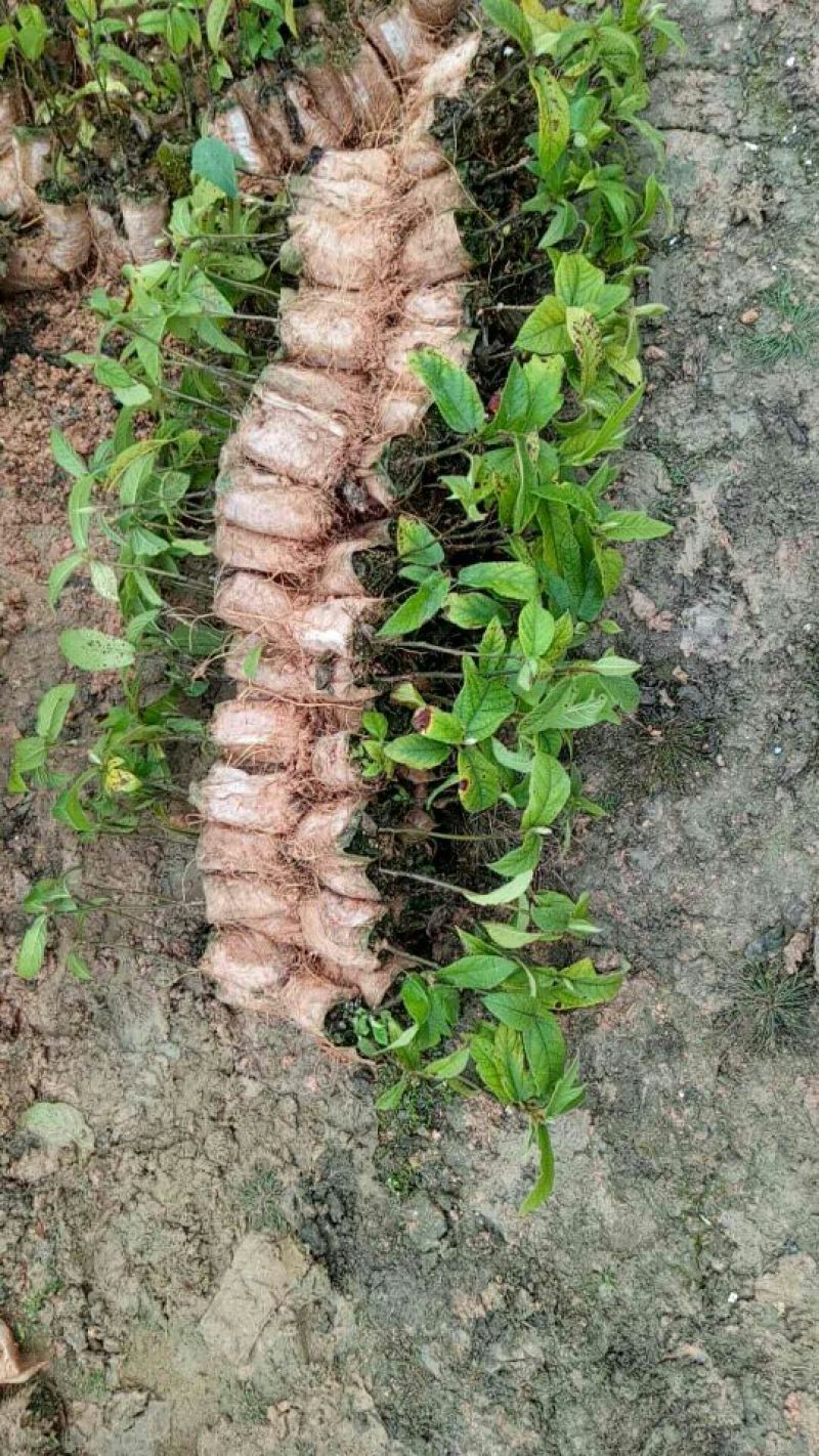 五指毛桃苗营养袋苗带土发货南方种植五指毛桃树苗