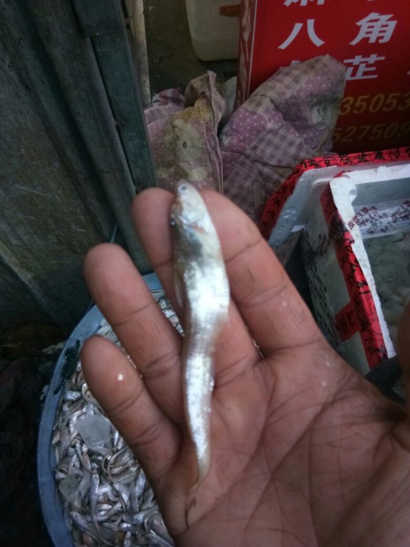 毛刀鱼食用冰鲜鱼