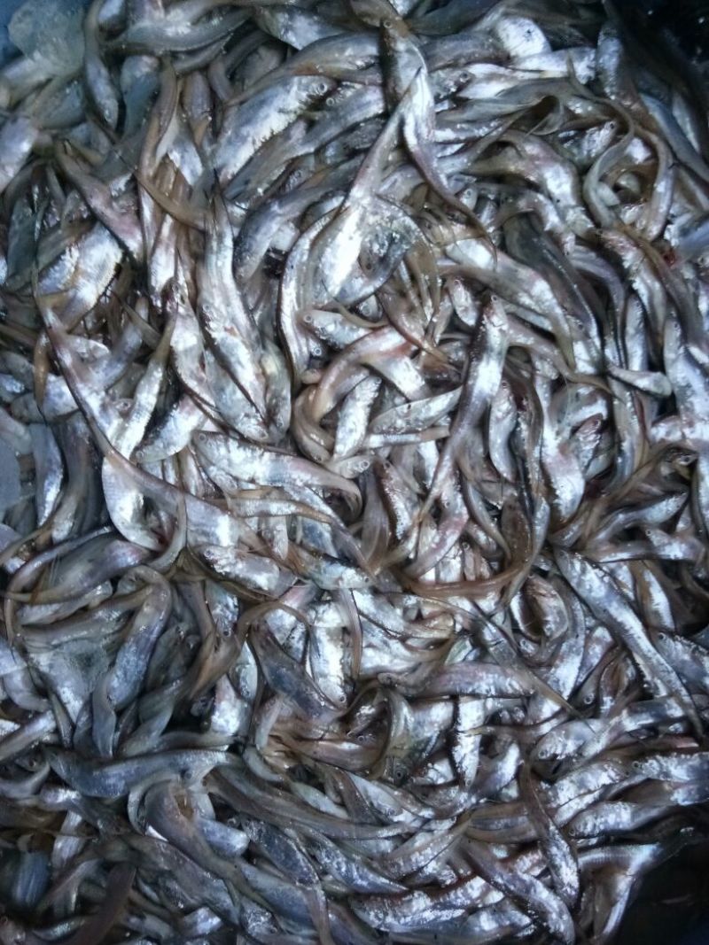 毛刀鱼食用冰鲜鱼