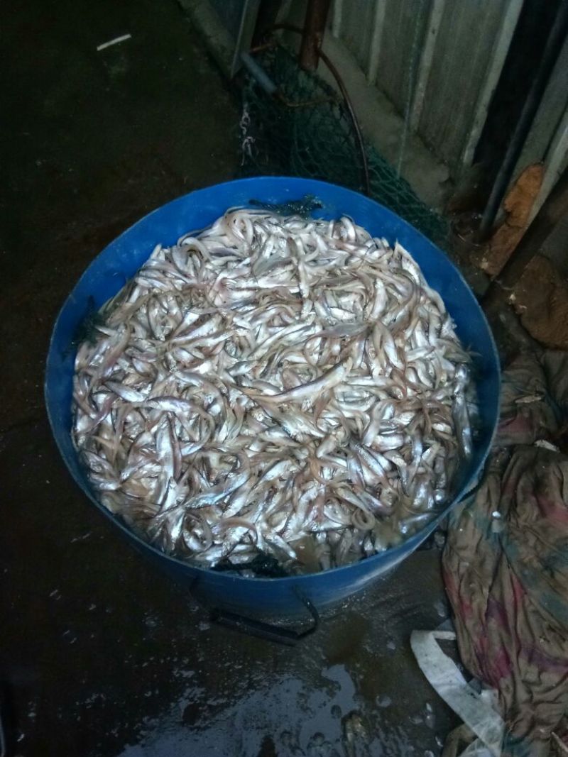 毛刀鱼食用冰鲜鱼