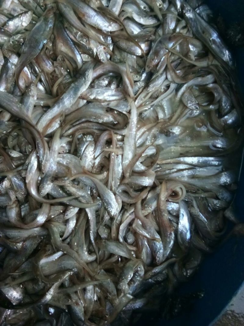毛刀鱼食用冰鲜鱼