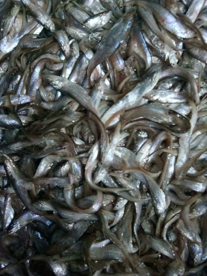 毛刀鱼食用冰鲜鱼