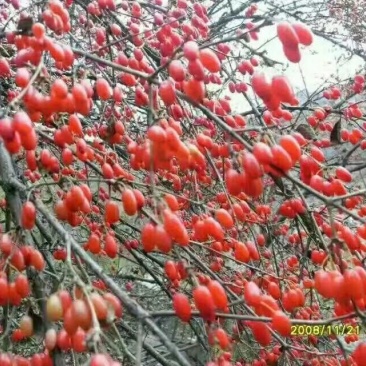 绿化苗木。山茱萸诚信第一，保证质量品质好。价格优，