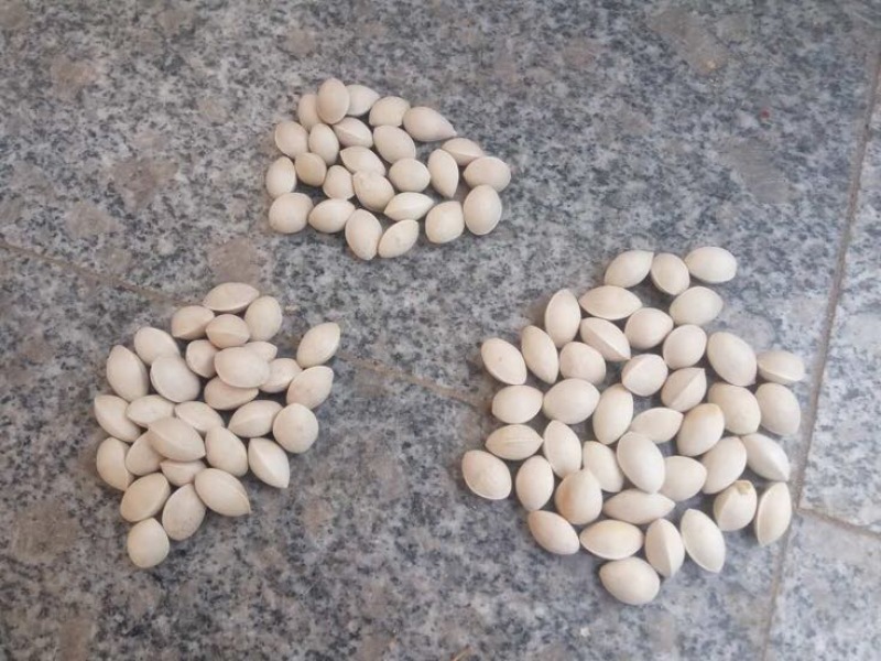 银杏果，货源地直接供货