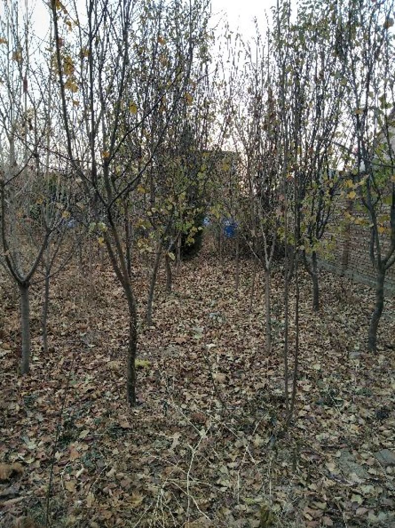 木瓜树201~230cm