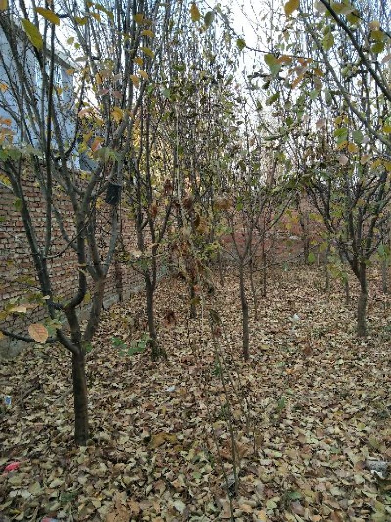 木瓜树201~230cm