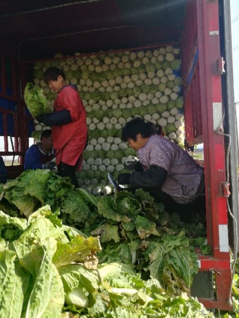北京新三号白菜4~6斤净菜