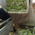 北京新三号白菜4~6斤净菜
