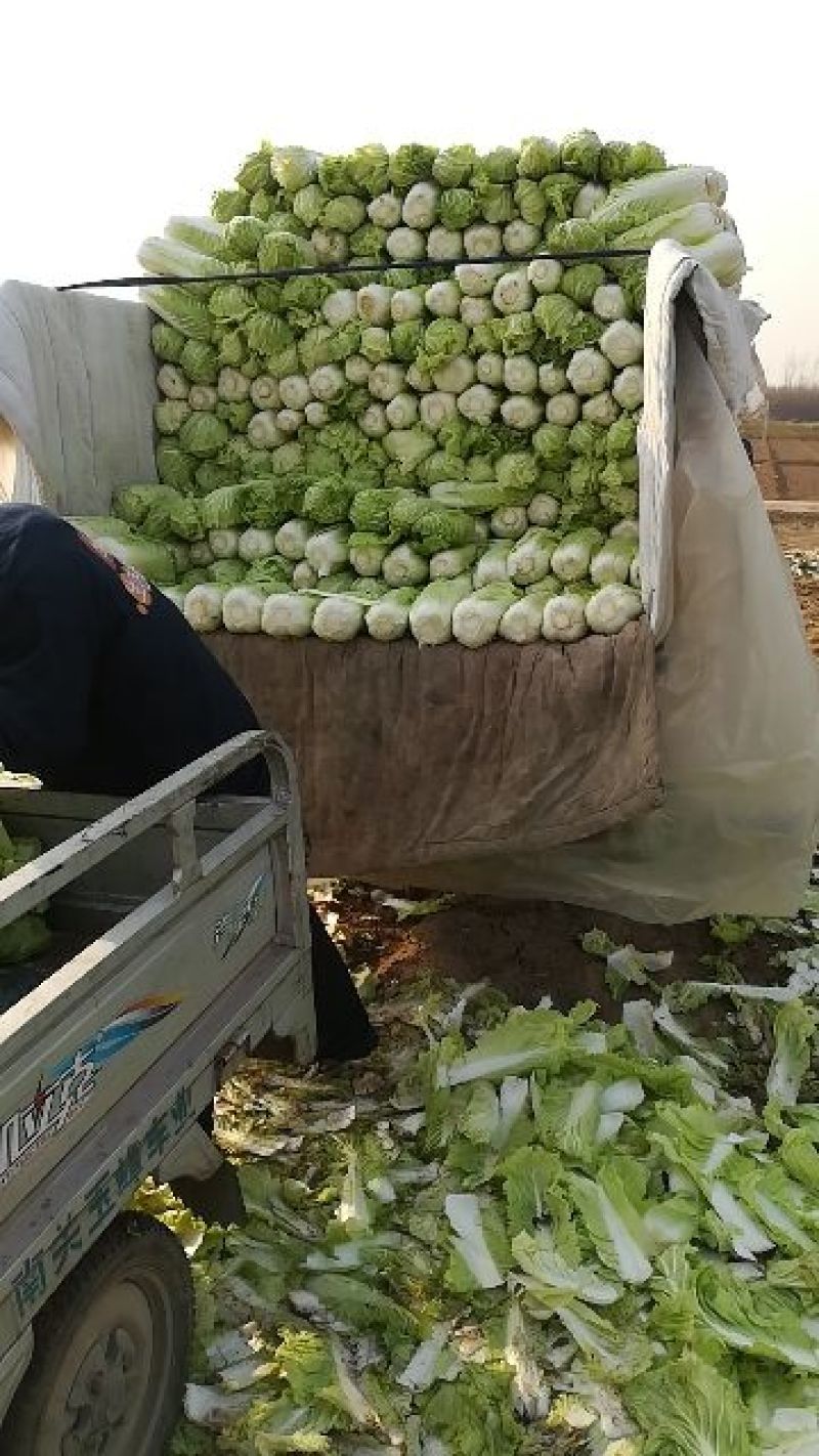 北京新三号白菜4~6斤净菜