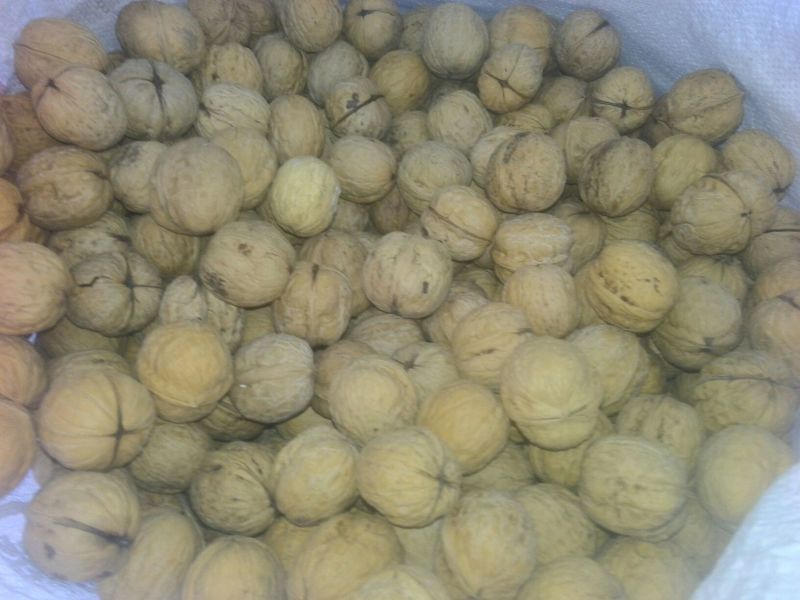 薄皮核桃30~35mm去皮干