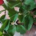 红宝石芭乐苗西瓜芭乐，珍珠番石榴