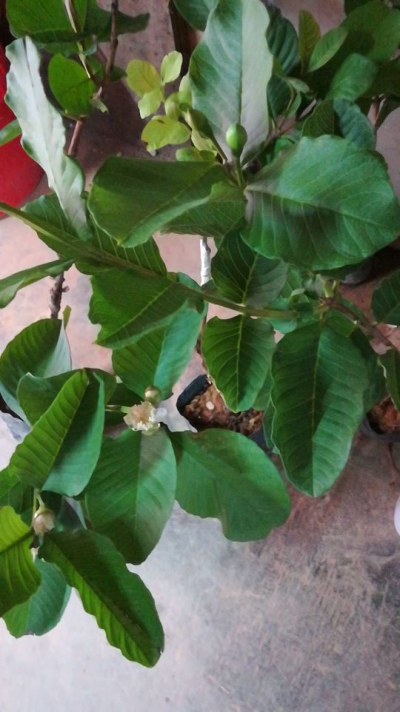 红宝石芭乐苗西瓜芭乐，珍珠番石榴
