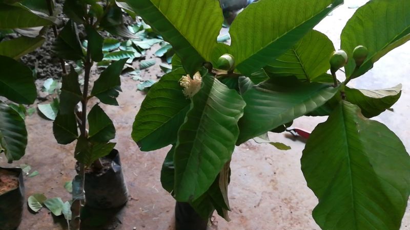 红宝石芭乐苗西瓜芭乐，珍珠番石榴