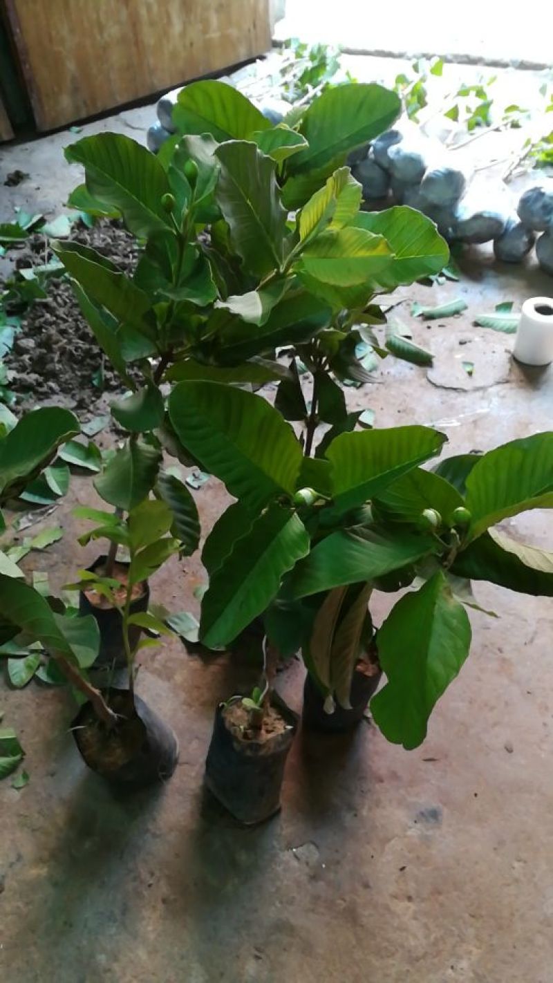 红宝石芭乐苗西瓜芭乐，珍珠番石榴