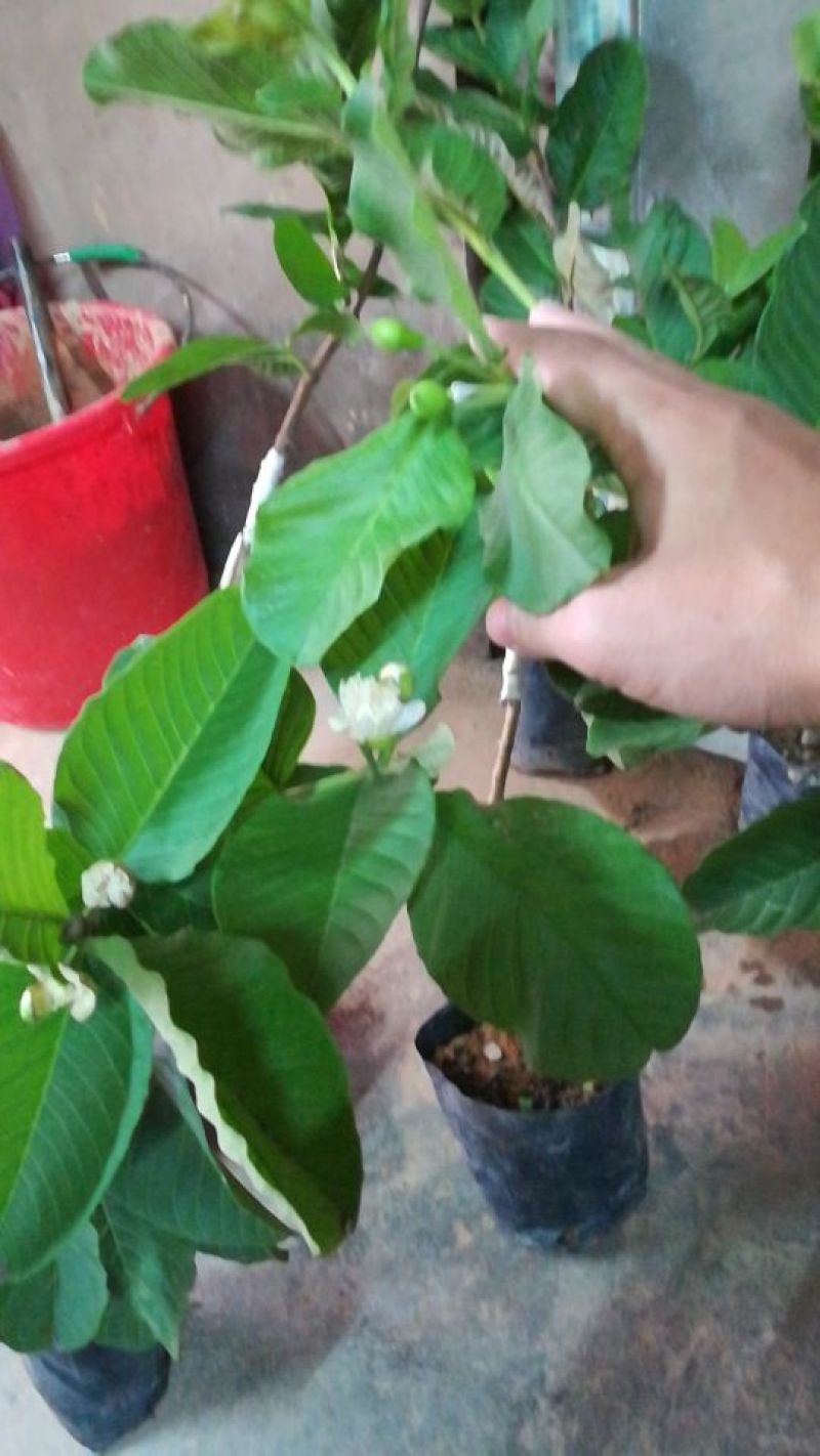 红宝石芭乐苗西瓜芭乐，珍珠番石榴
