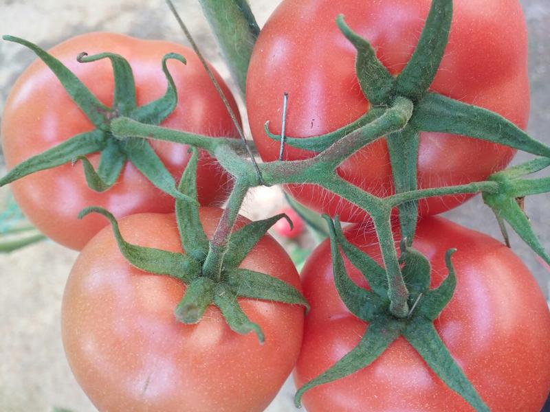 西红柿苗大红番茄苗草莓口感番茄苗普罗旺斯番茄苗