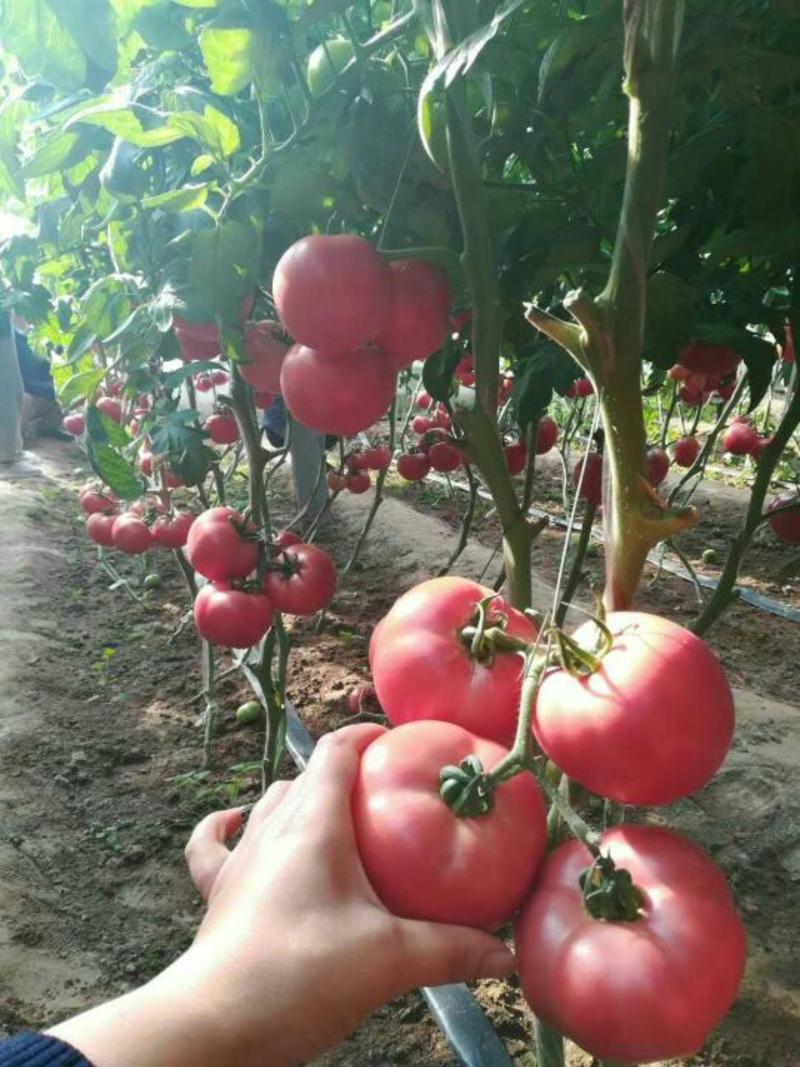 西红柿苗大红番茄苗草莓口感番茄苗普罗旺斯番茄苗