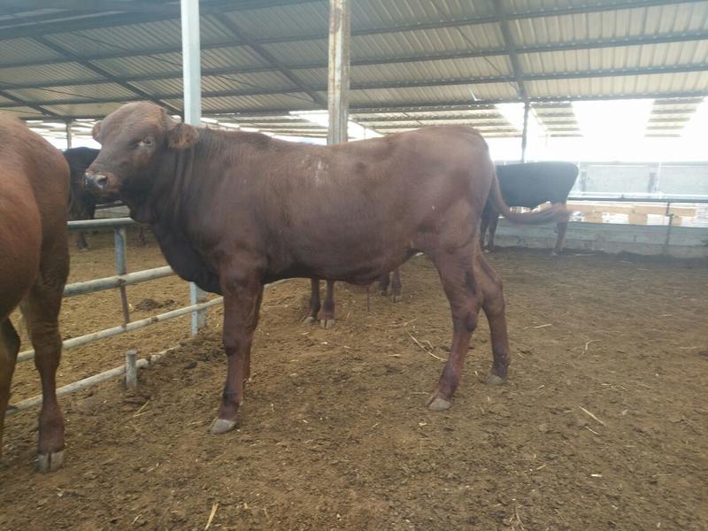 西门塔尔牛犊100~200kg