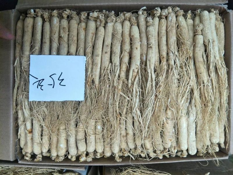 人参35头左右的生晒参产的直销量大从优、一件代发