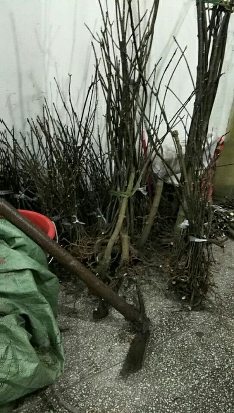 吴茱萸苗50cm一70cm