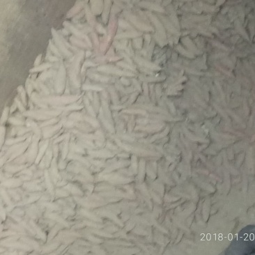 红薯1两以上通货黄心