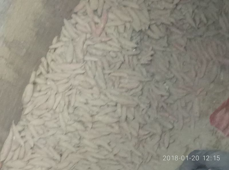 红薯1两以上通货黄心