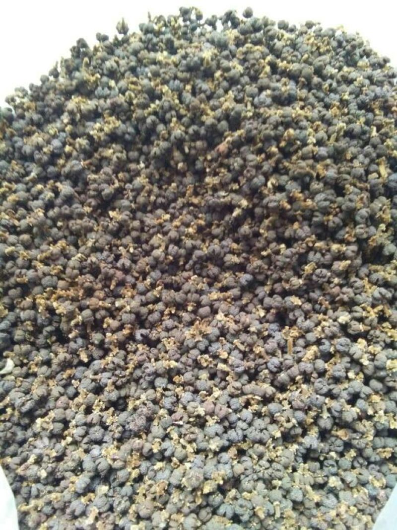 吴茱萸苗50cm一70cm