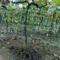 占地葡萄树现挖现发高1--1.2全国发货