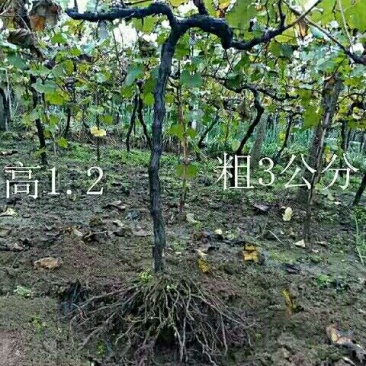 占地葡萄树现挖现发高1--1.2全国发货