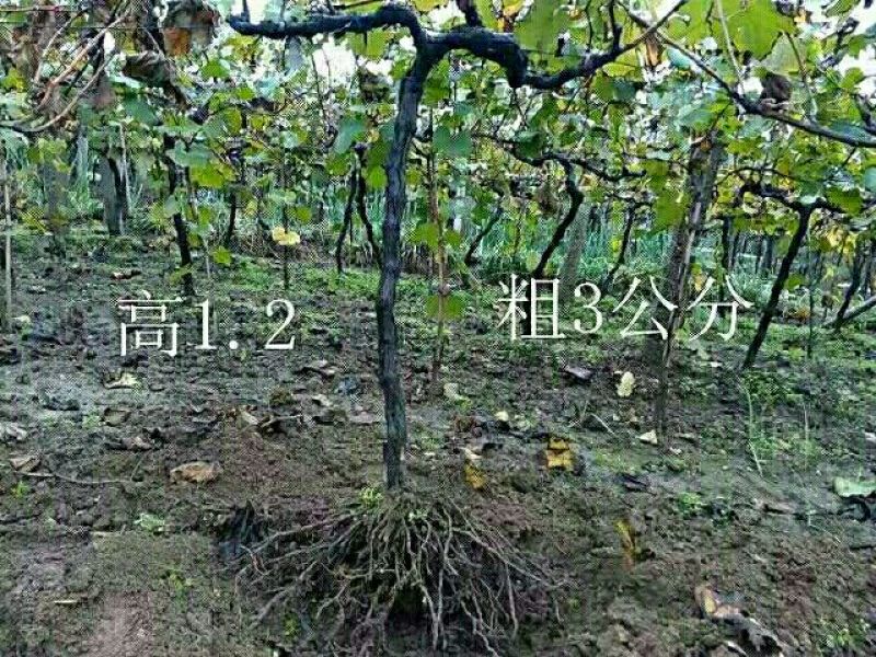 占地葡萄树现挖现发高1--1.2全国发货