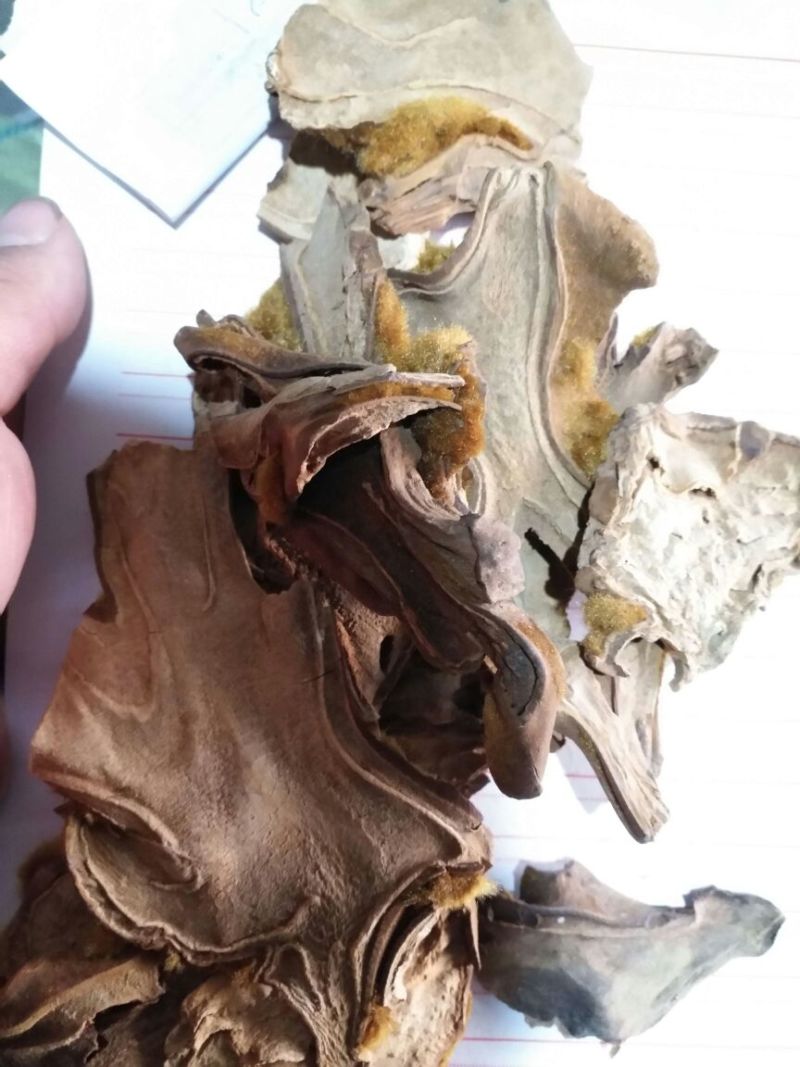 狗脊广西1公斤起批无硫无添加不包邮只做正品