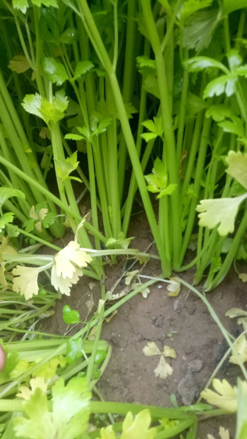 西芹60cm以上细颗量大有需要的老板联系我