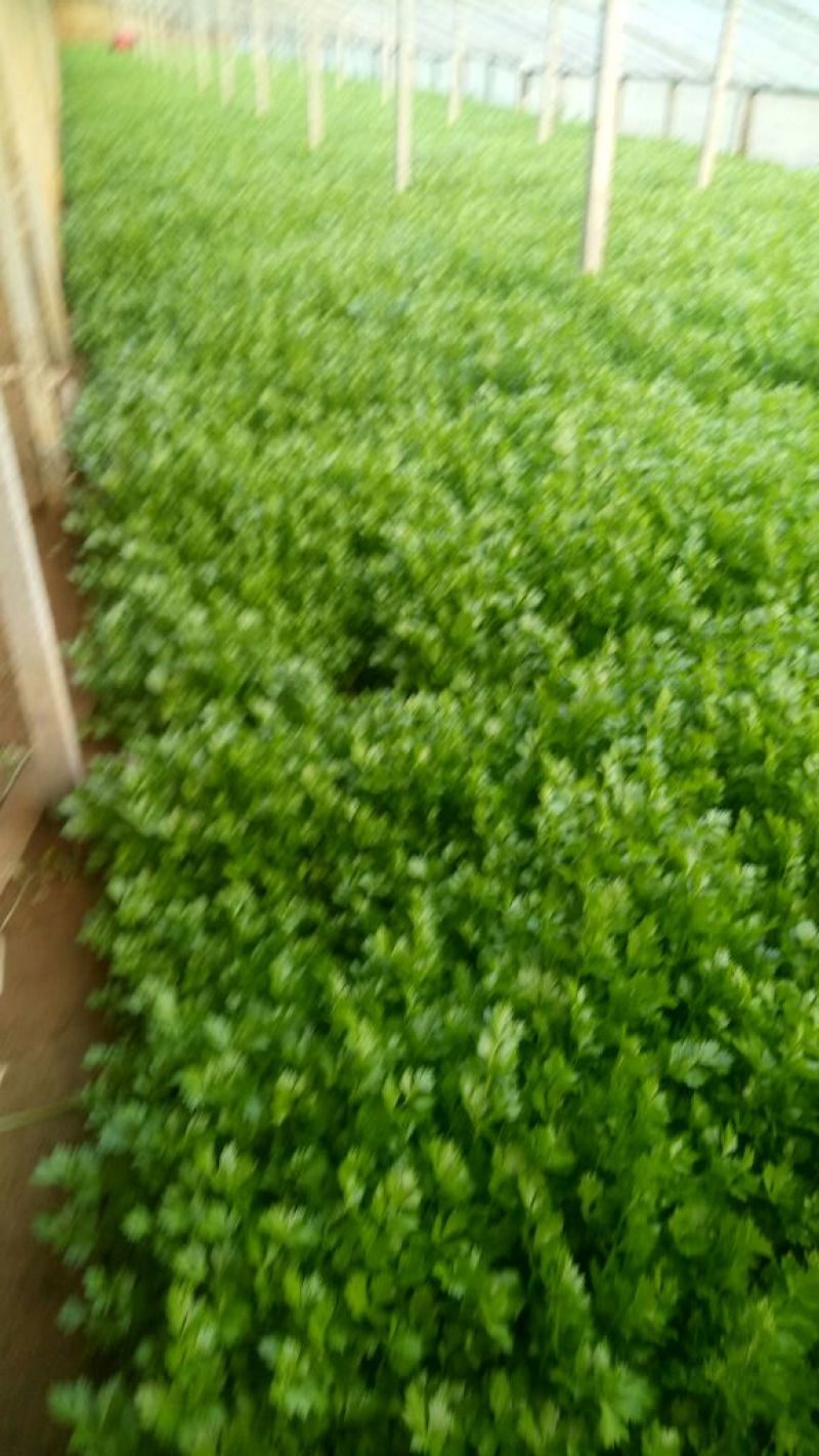 西芹60cm以上细颗量大有需要的老板联系我