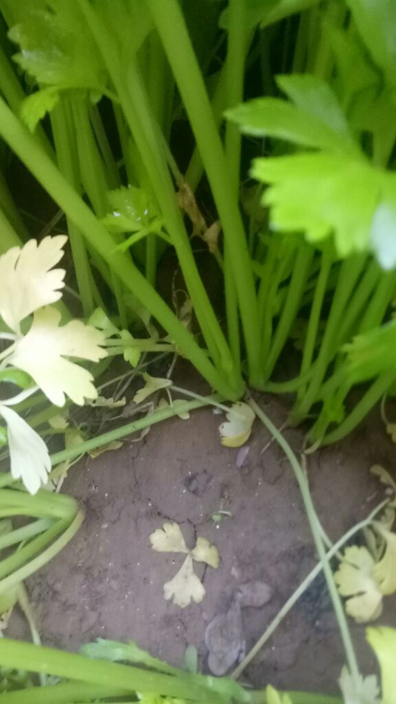 西芹60cm以上细颗量大有需要的老板联系我