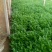 西芹60cm以上细颗量大有需要的老板联系我