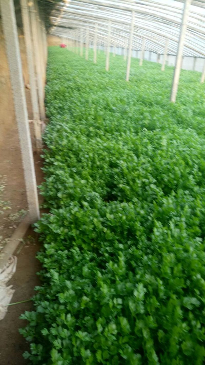 西芹60cm以上细颗量大有需要的老板联系我
