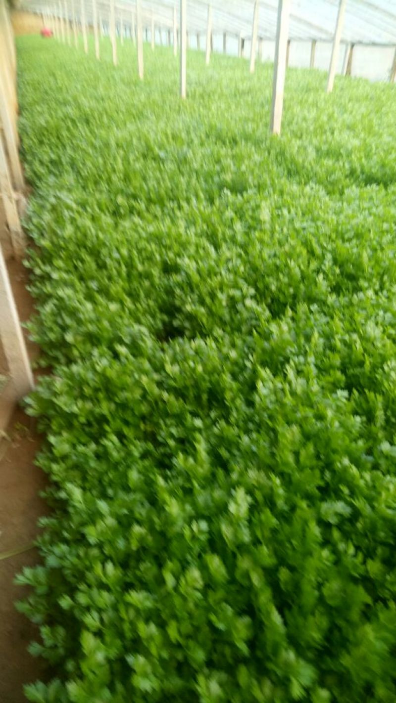 西芹60cm以上细颗量大有需要的老板联系我