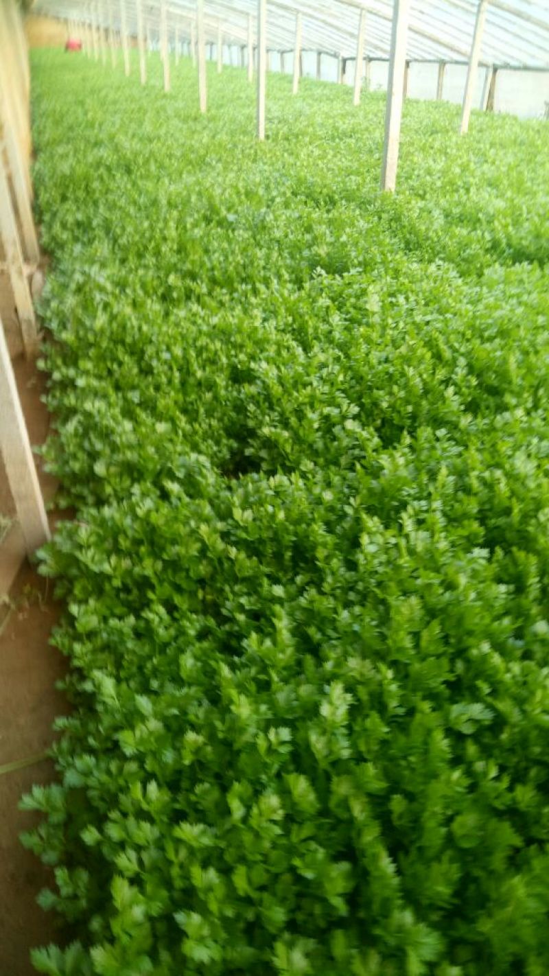 西芹60cm以上细颗量大有需要的老板联系我