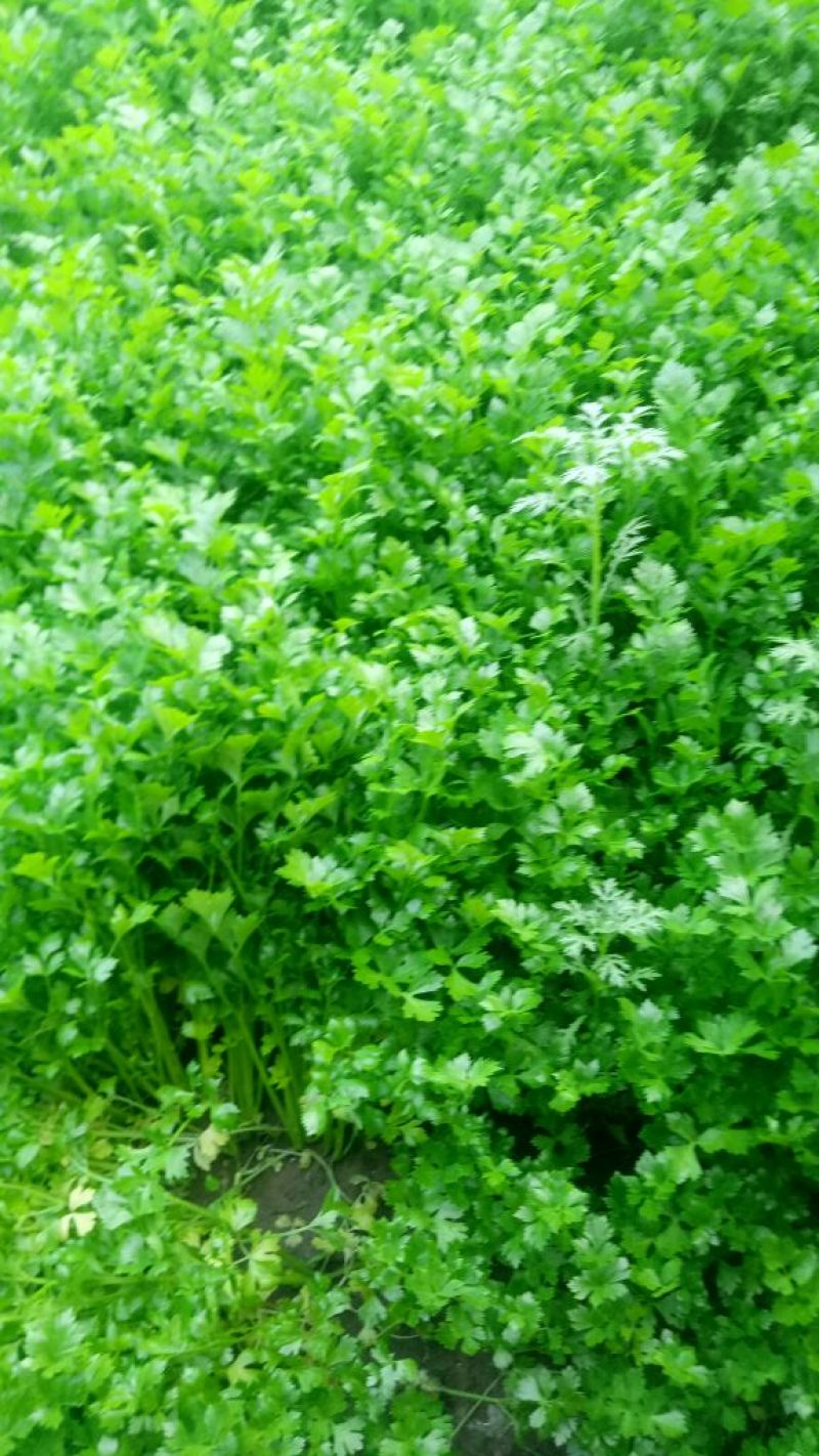 西芹60cm以上细颗量大有需要的老板联系我