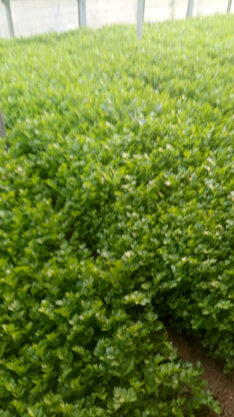 西芹60cm以上细颗量大有需要的老板联系我